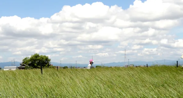 自社栽培によるい草づくり